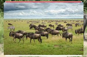 the view of central serengeti